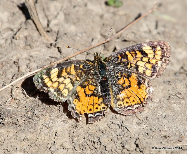 Pearl Crescent, Tulsa Co, OK, 5-5-14, Jp_12175.JPG