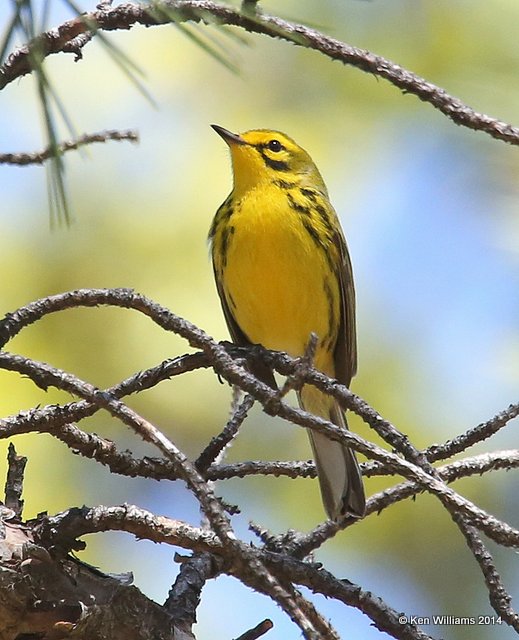 Prairie Warbler, Nickel Preserve, Cherokee Co, OK, 5-3-14, Jp_11989.JPG