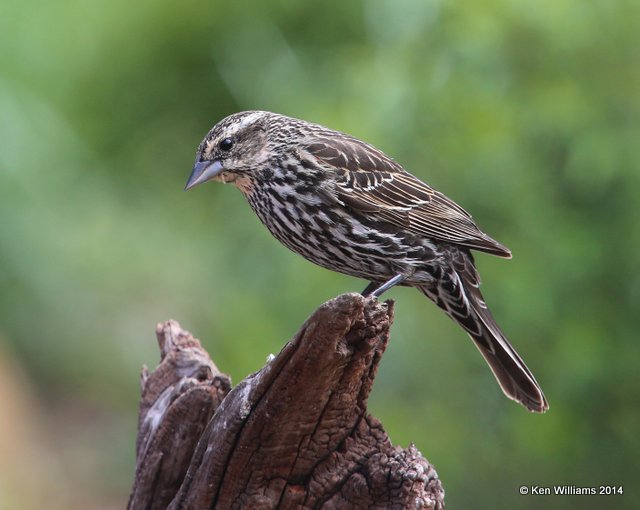 Red-winged Blackbird female, Rogers Co. yard, OK, 4-14-14, Jp_10266.JPG