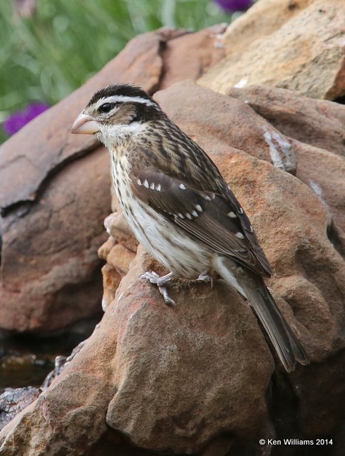 Rose-breasted Grosbeak female, Rogers Co. yard, OK, 5-18-14, Jp _13441.JPG