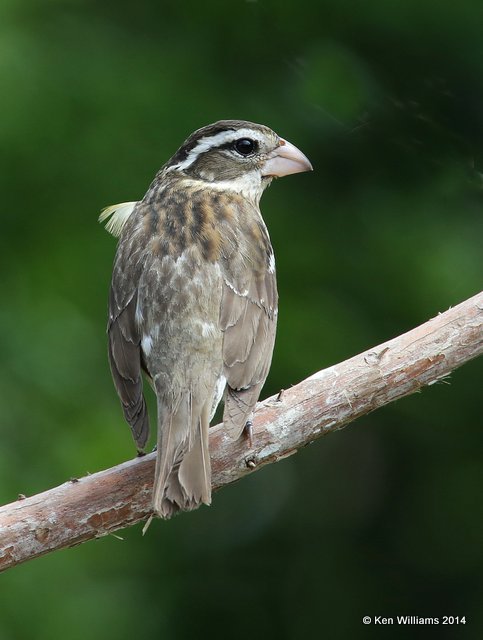 Rose-breasted Grosbeak female, Rogers Co. yard, OK, 5-18-14, Jp_13572.JPG