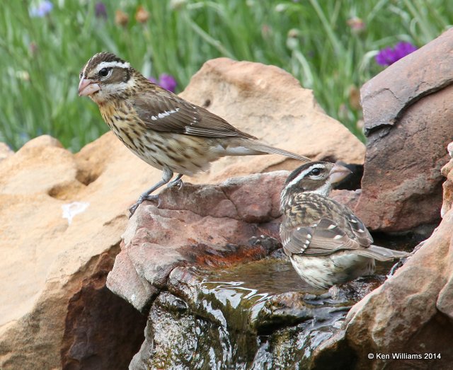 Rose-breasted Grosbeak females, Rogers Co. yard, OK, 5-18-14, Jp_13456.JPG