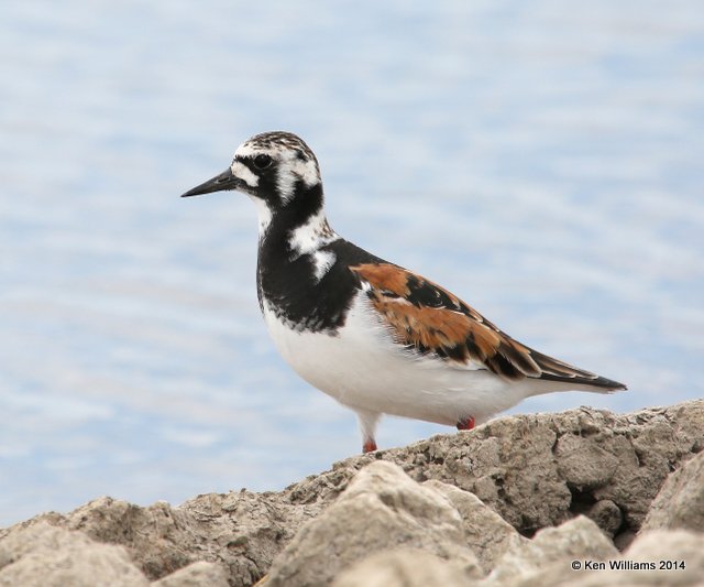 Ruddy Turnstone breeding male, Yahola Lake, Tulsa, OK, 5-15-14, Jp_12823.JPG