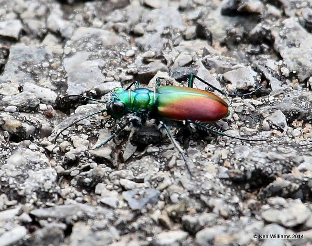 Festive Tiger Beetle - Cicindela scutellaris, Sequoyah NWR, OK, 5-10-14, Jp_12498.JPG
