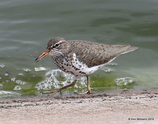 Spotted Sandpiper breeding plumage, Tulsa Co, OK, 5-9-14, Jp_12294.JPG