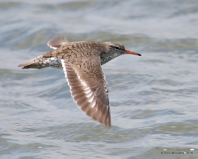 Spotted Sandpiper breeding plumage, Yahola Lake, Tulsa Co, OK, 5-1-14, Jp_11037.JPG