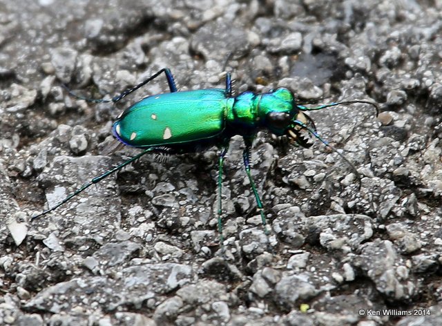 Tiger Beetle, Sequoyah NWR, OK, 5-10-14, Jp_12505.JPG