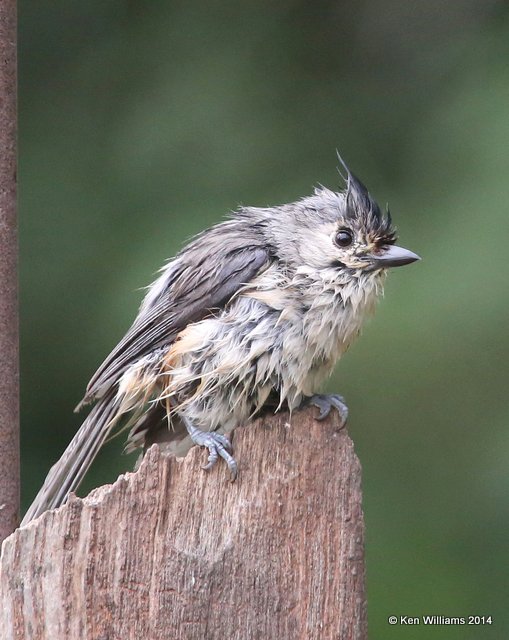 Tufted Titmouse, Rogers Co yard, OK, 5-15-14, Jp_12794.JPG