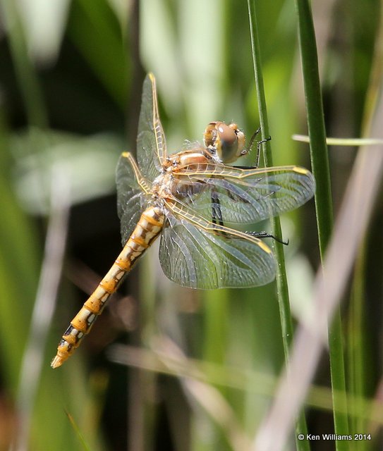 Variegated Meadowhawk female, Muskogee Co, OK, 5-2-14, Jp_11560.JPG