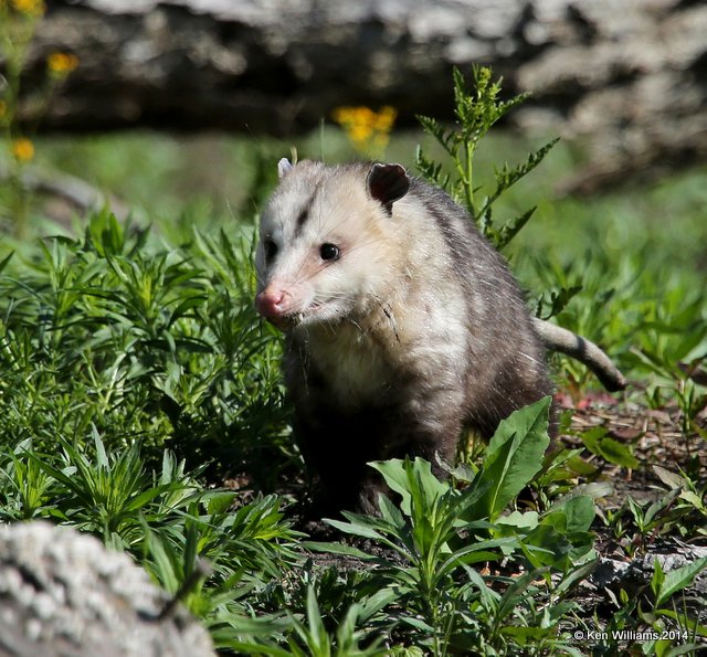 Virginia Opossum, Tulsa Co, OK, 5-5-14, Jp_12168.JPG