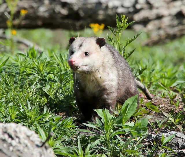 Virginia Opossum, Tulsa Co, OK, 5-5-14, Jp_12169.JPG