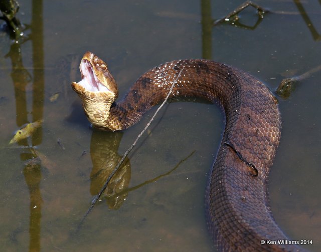 Western Cottonmouth, Muskogee Co, OK, 5-2-14, Jp_11206.JPG