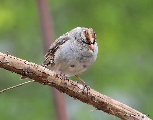 White-crowned Sparrow 1st winter molting into breeding plumage, Rogers Co. yard, OK, 4-14-14, Jp_10322.JPG