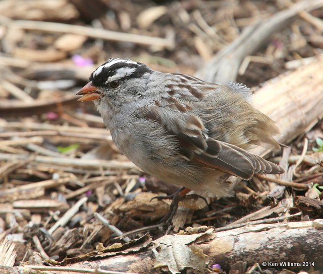 White-crowned Sparrow adult without a tail, Rogers Co. yard, OK, 4-14-14, Jp_10178.JPG