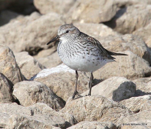 White-rumped Sandpiper breeding plumage, Yahola Lake, Tulsa Co, Ok, 5-13-14, Jp_12980.JPG