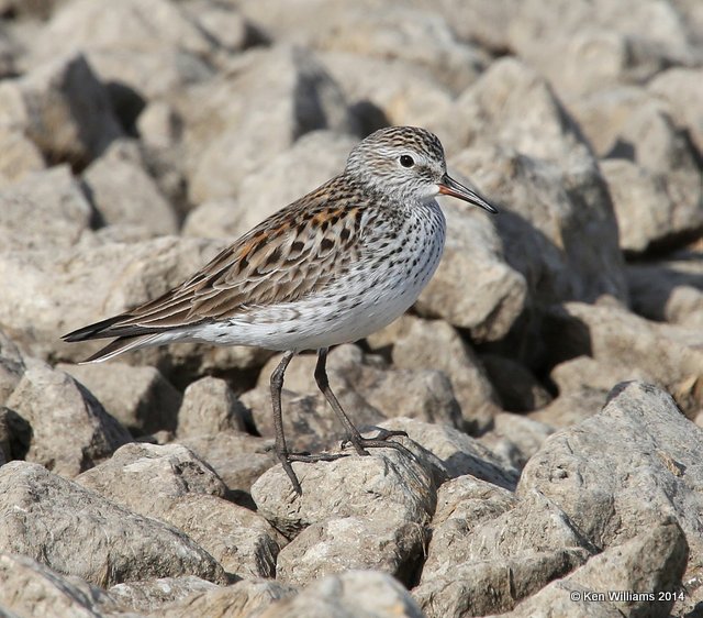 White-rumped Sandpiper breeding plumage, Yahola Lake, Tulsa Co, Ok, 5-13-14, Jp_12996.JPG