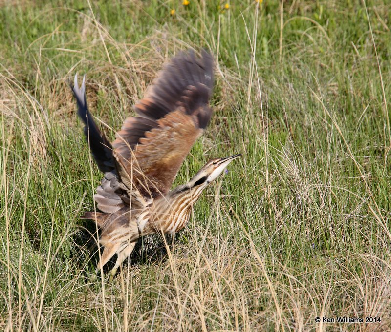 American Bittern, SW of Carringon, ND, 6-9-14, Jap_013398.JPG