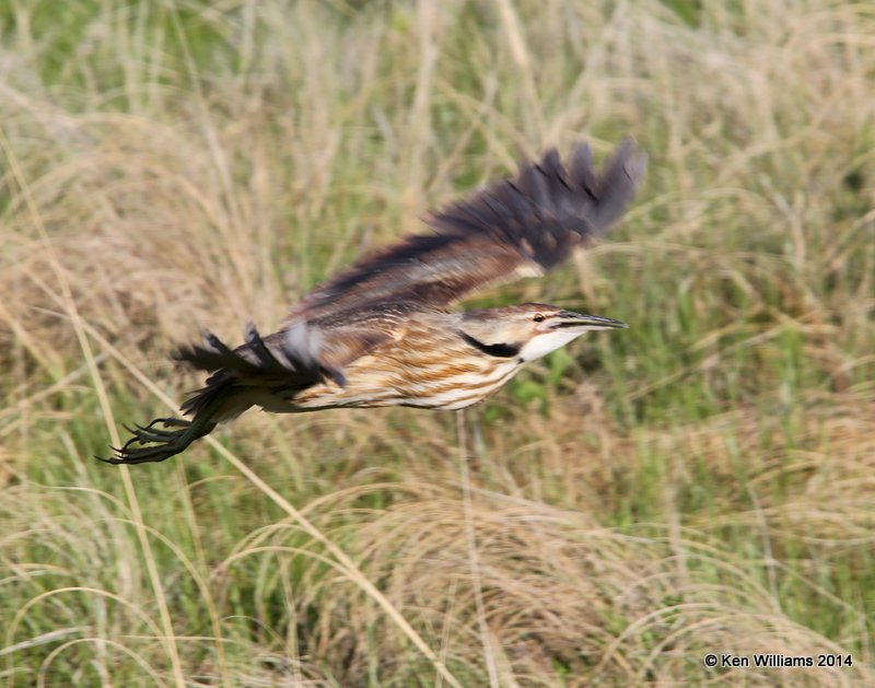 American Bittern, SW of Carringon, ND, 6-9-14, Jap_013401.JPG