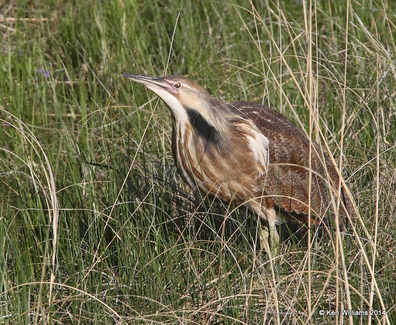 American Bittern, SW of Carringon, ND, 6-9-14, Jp_013340.JPG