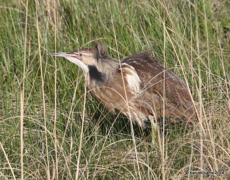 American Bittern, SW of Carringon, ND, 6-9-14, Jp_013364.JPG