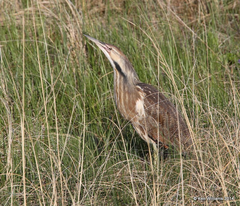 American Bittern, SW of Carringon, ND, 6-9-14, Jp_013370.JPG