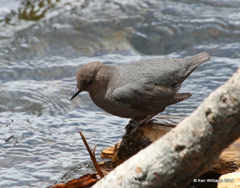 American Dipper, Yellowstone Nat. Park, WY, 6-17-14, Jp_015628.JPG