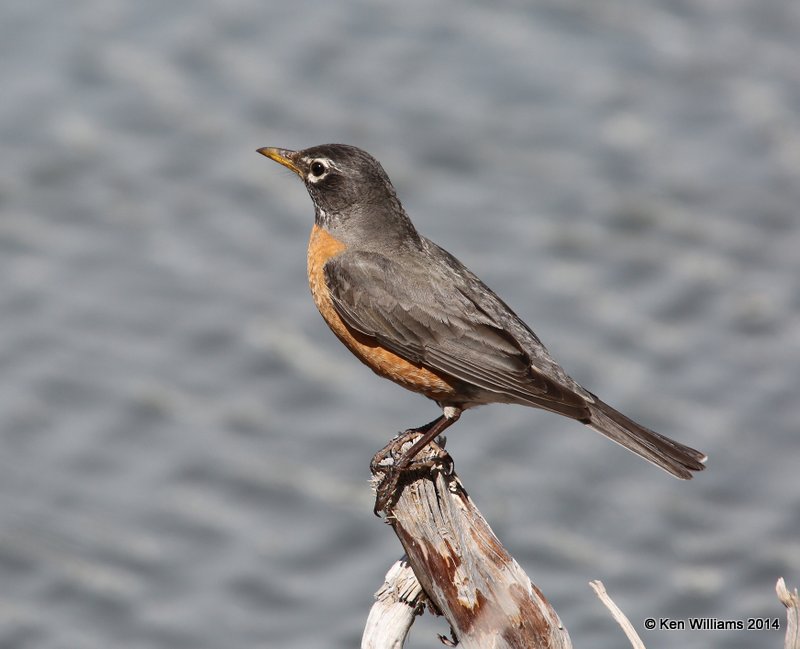 American Robin, Glacier Nat. Park - East , MT, 6-24-14, Jp_018193.JPG
