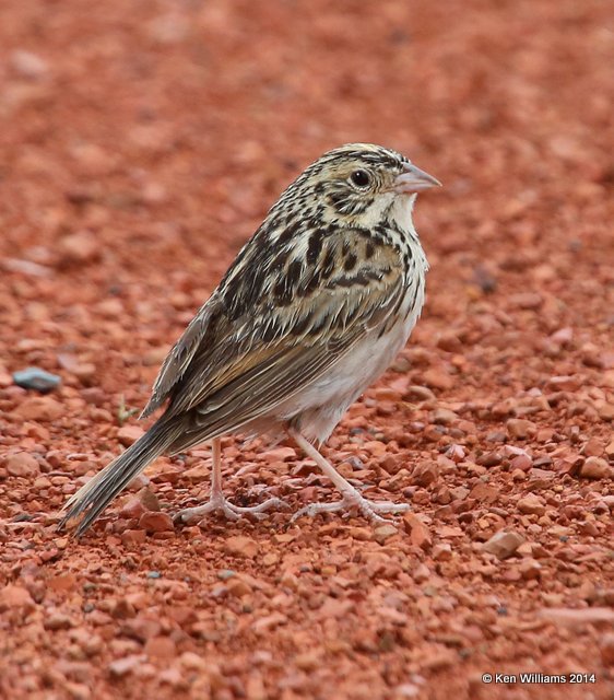 :Baird's Sparrow: