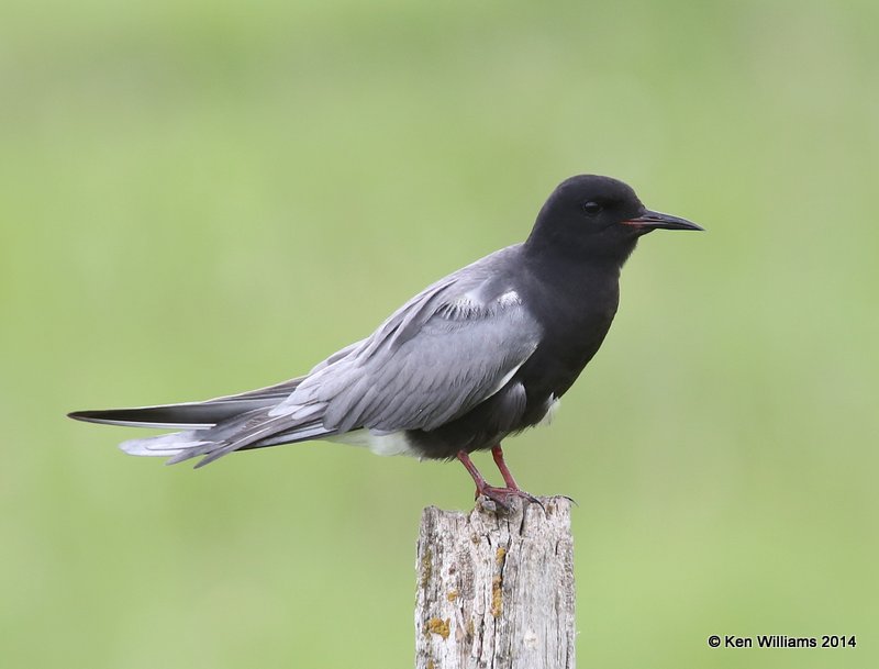 :Black Tern: