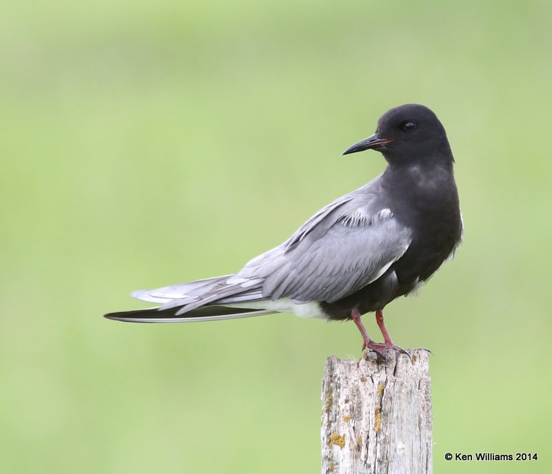 Black Tern, Chase Lake Road, ND, 6-8-14, Jp_012538.JPG