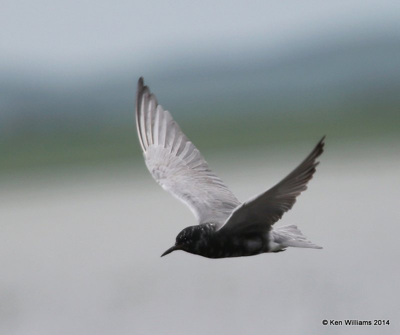 Black Tern, SW of Carrington, ND, 6-9-14, Jp_014070.JPG