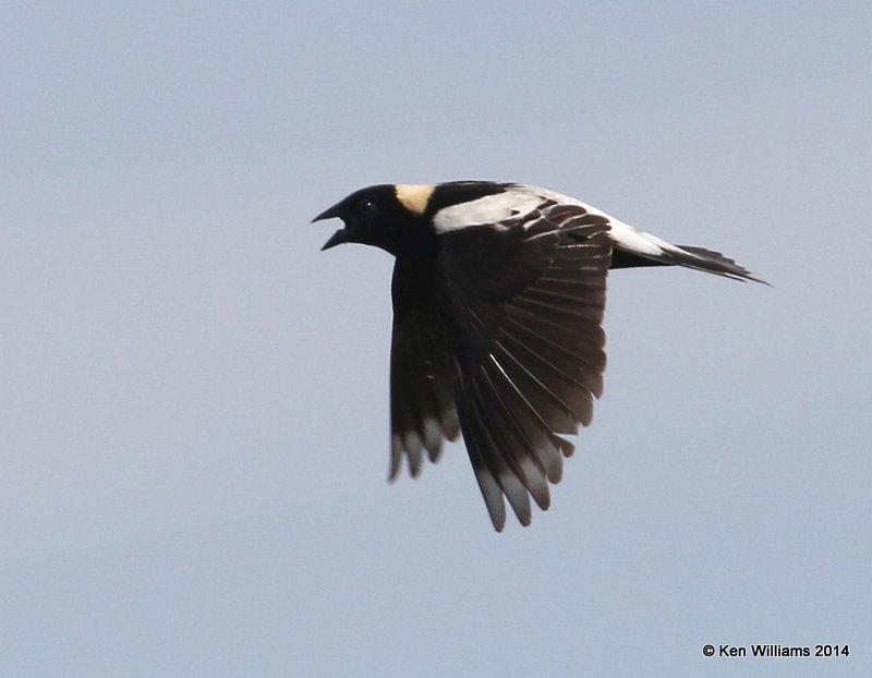 Bobolink male, SE of Carringon, ND, 6-9-14, Ja_012823.JPG