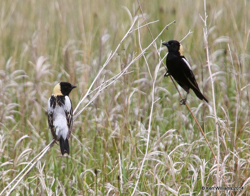 Bobolink male, SW of Carrington, ND, 6-9-14, Jp_013975.JPG