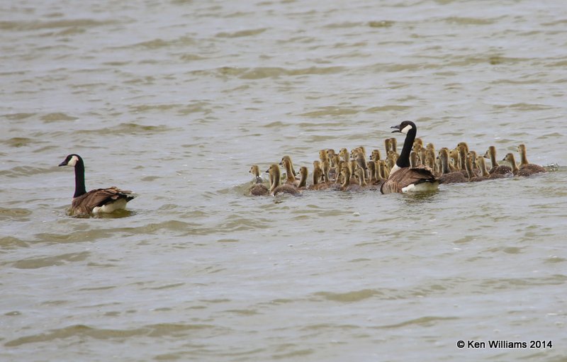 Canada Geese - Common and about 50 goslings, SW of Carrington, ND, 6-9-14, Jp_014121.JPG