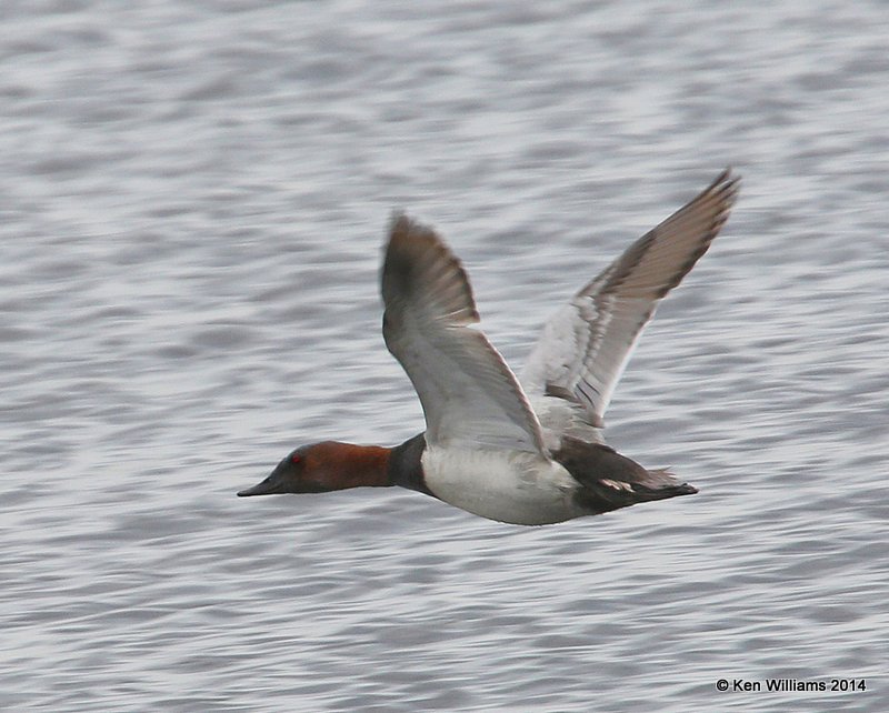 Canvasback male, SW of Carrington, ND, 6-9-14, Jap_014100.JPG