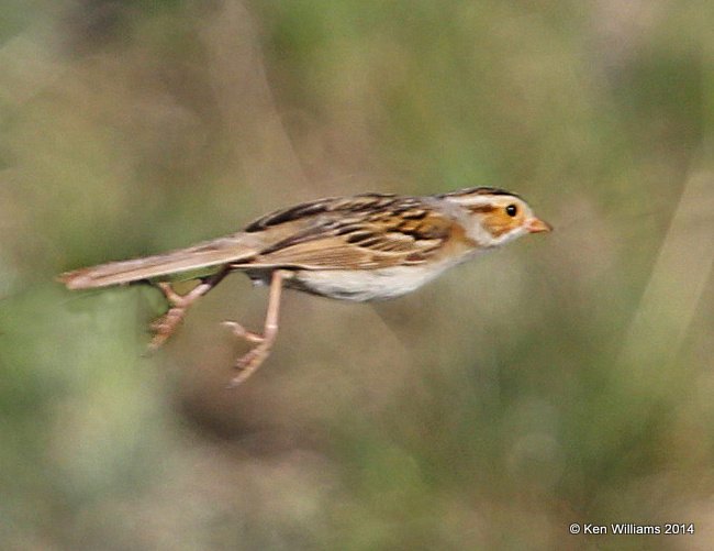 Chestnut-collared Longspur female, SW of Carringon, ND, 6-9-14, Jap_013543.JPG