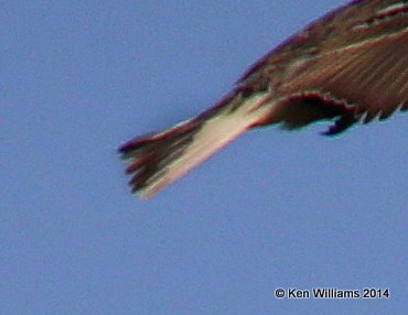 Chestnut-collared Longspur male tail, SW of Carringon, ND, 6-9-14, Jp_013535.JPG