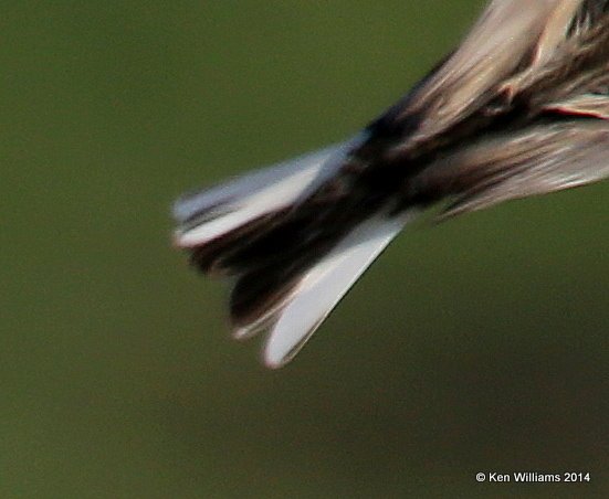 Chestnut-collared Longspur male tail, SW of Carrington, ND, 6-9-14, Jpp_013555.JPG