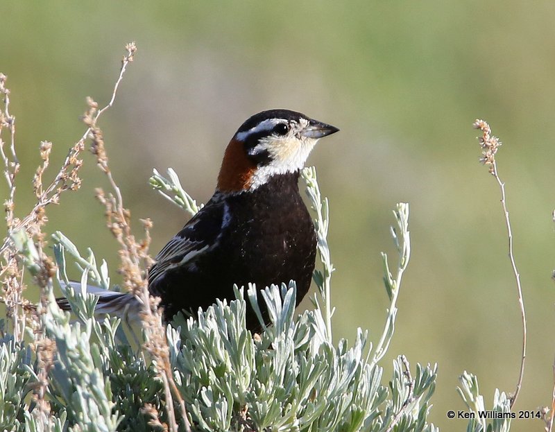 Chestnut-collared Longspur male, Bentonite Road, Glasgow, MT, 6-13-14, Jp_014880.JPG