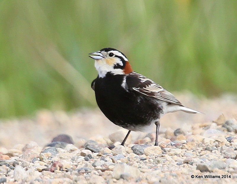 Chestnut-collared Longspur male, SW of Carrington, ND, 6-9-14, Jp_013731.JPG