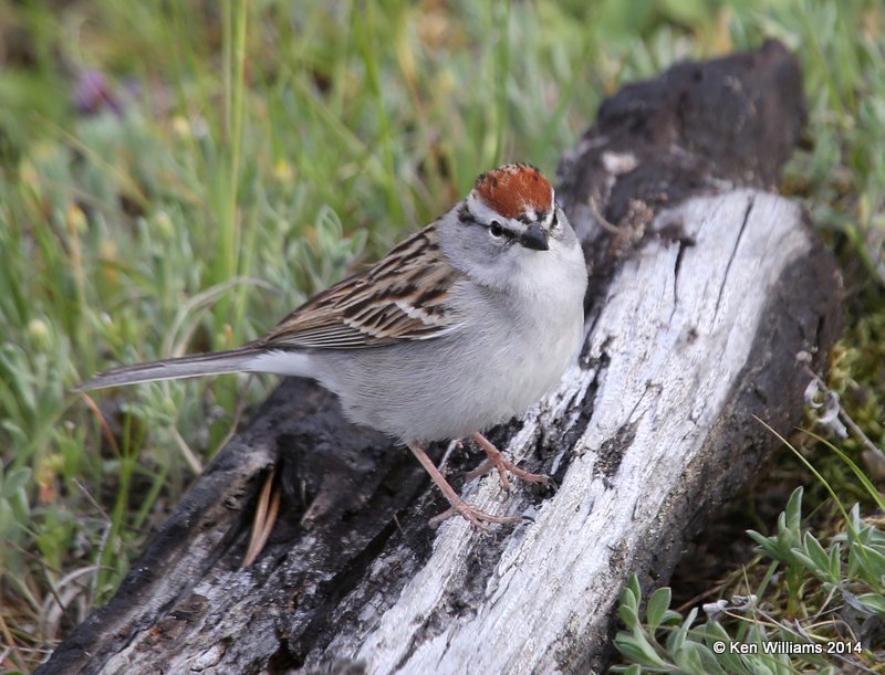 Chipping Sparrow, Yellowstone Nat. Park, WY, 6-15-14, Jp_015448.JPG