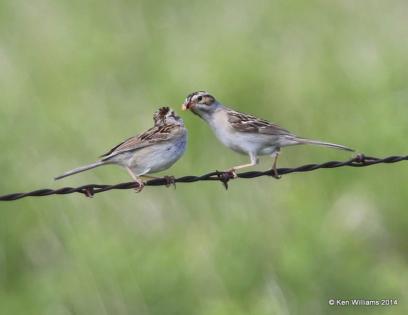 Clay-colored Sparrows, SE of Carringon, ND, 6-9-14, Jap_012883.JPG