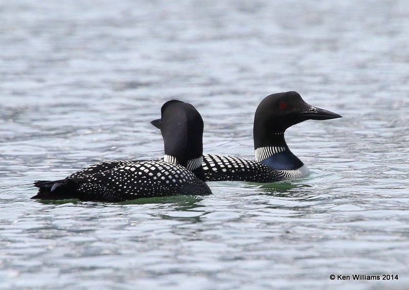 Common Loon, Glacier Nat. Park - East , MT, 6-24-14, Jp_018269.JPG
