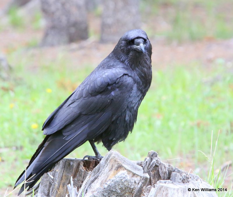 Common Raven, Yellowstone Nat. Park, WY, 6-19-14, Jp_016448.JPG