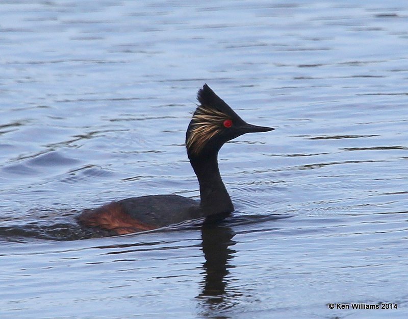 Eared Grebe - breeding plumage, SW of Carringon, ND, 6-9-14, Jp_013129.JPG