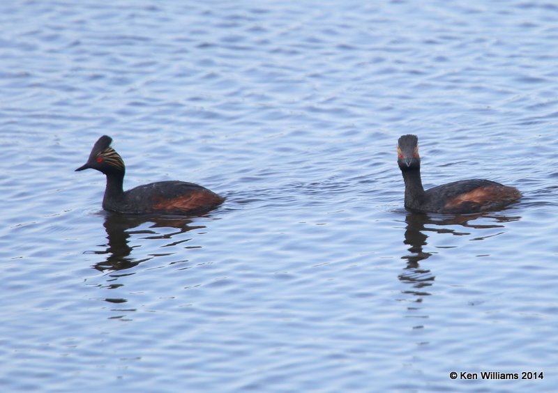 Eared Grebe - breeding plumage, SW of Carringon, ND, 6-9-14, Jp_013209.JPG