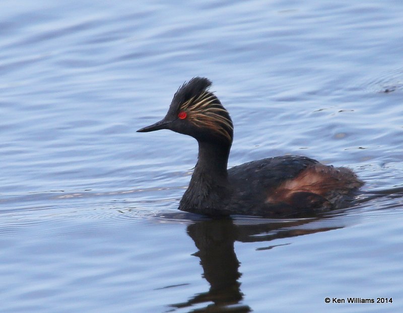 Eared Grebe - breeding plumage, SW of Carringon, ND, 6-9-14, Jp_013216.JPG