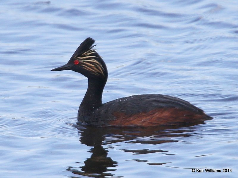 Eared Grebe - breeding plumage, SW of Carringon, ND, 6-9-14, Jpp_013206.JPG