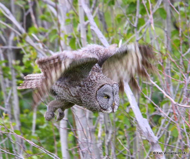 Great Gray Owl flying, Grand Teton Nat. Park, WY, 6-17-14, Jp_016041.JPG