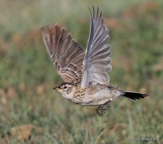 Horned Lark fledgling, Bentonite Road, Glasgow, MT, 6-13-14, Jap_014872.JPG